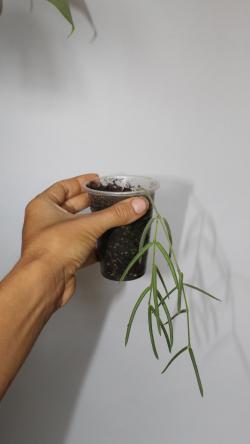 Sadnice - sobne biljke: Hoya Linearis